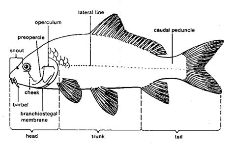 Detail Gambar Anatomi Ikan Mas Koleksi Nomer 5