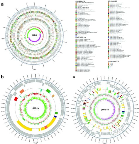 Circular Maps Of Bacillus Cereus Mb Circular Maps Of Mb Chromosome