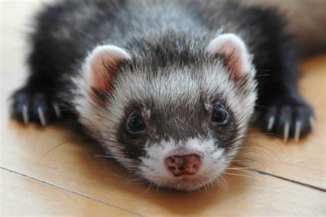 Cute Ferret Wallpaper - WallpaperSafari