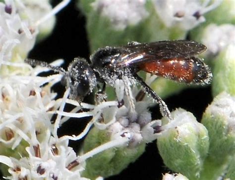 Sweat Bee Sphecodes Bugguidenet