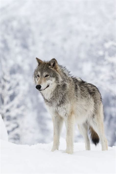 41 Alaska Wolf Information