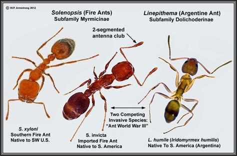 Red Ants Vs Fire Ants