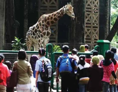 Taman Margasatwa Ragunan Arena Rekreasi Kebun Binatang Di Jakarta