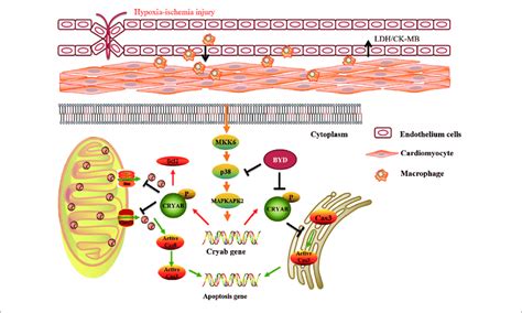 Potential Mechanism Underlying How Byd Exerts A Cardioprotective