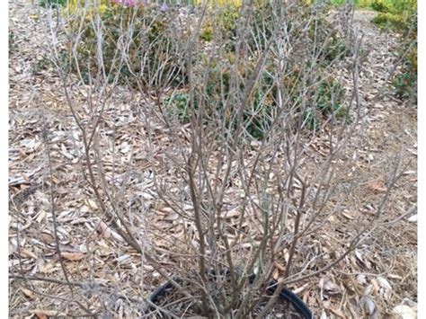 Pruning Clethra Hummingbird?