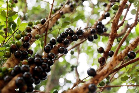 Jabuticaba Descubra Como Plantar Essa Esp Cie T O Deliciosa Saiba