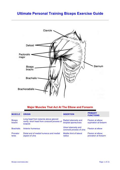 PDF Ultimate Personal Training Biceps Exercise Guide Exercises Pdf