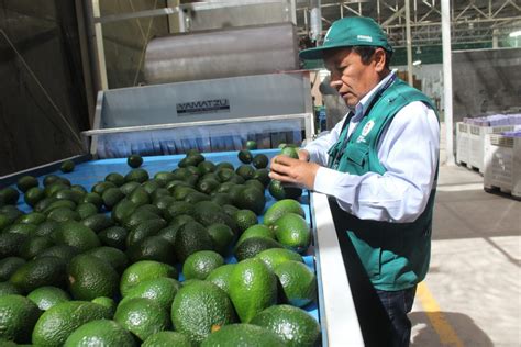 Arequipa Senasa Certific M S De Tres Mil Toneladas De Palta Para