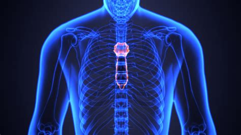 Sternotomie Tout Savoir Sur L Ouverture Chirurgicale Du Sternum