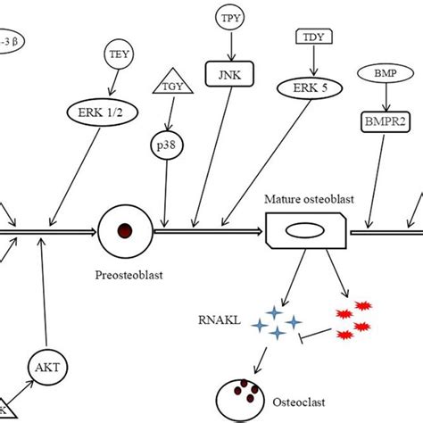 Roles For Different Mirnas In Osteogenic Differentiation Of