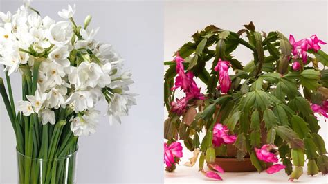 5 Best Indoor Winter Flowering Plants