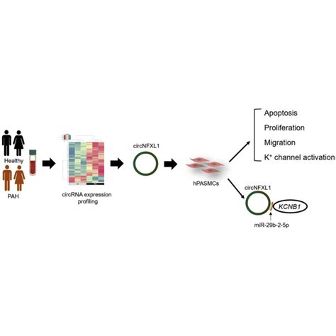 Hsacircnfxl1009 Modulates Apoptosis Proliferation Migration And