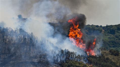 Devastating Effects Of Greek Forest Fires About 136 000 Acres Have