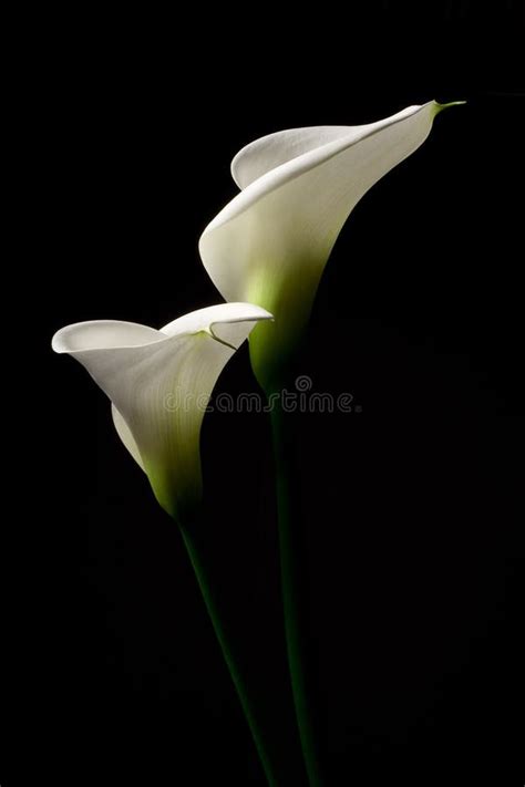 White Calla Lily On A Black Background Stock Photo Image Of Studio