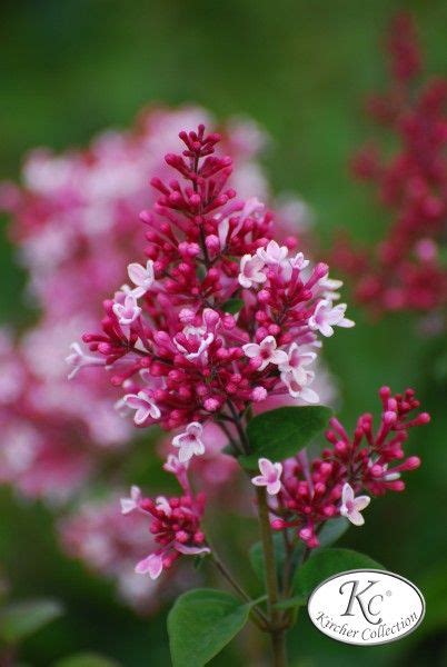 Dwarf Lilac Bush Varieties