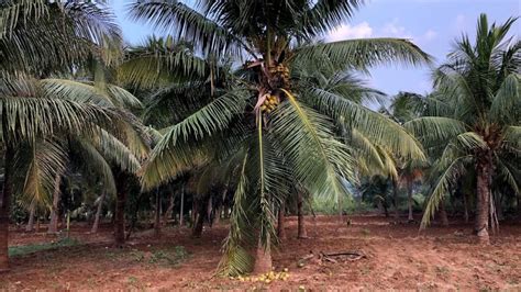 Coconut Farm For Sale Contact Or Youtube