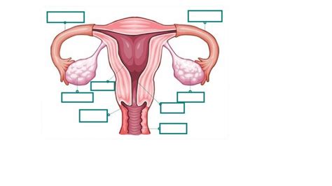 Print Map Quiz Aparato Reproductor Femenino Biolog A Aparato