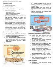 Circulatory System Reviewer Docx Circulation And Cardiovascular