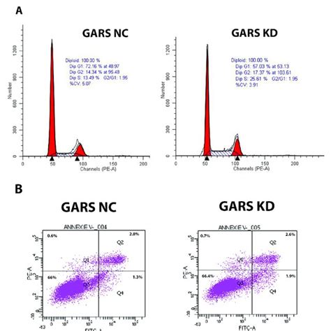 Cell Cycle And Apoptosis Assay Analysis Post GARS Knockdown In PC3 Cell