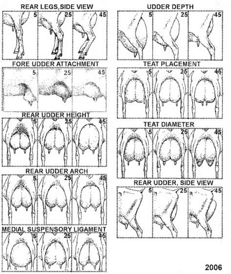 Dairy Goat Conformation