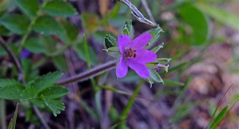 Erodium Geraniaceae Image At Phytoimages Siu Edu