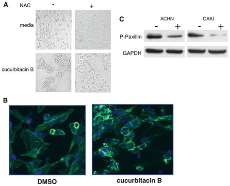 Effect Of Cucurbitacin B On Cell Morphology A Caki 1 Cells Were Download Scientific Diagram