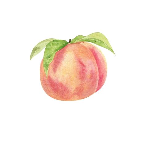 Premium Photo Watercolor Hand Drawing Peach Fruit Slice