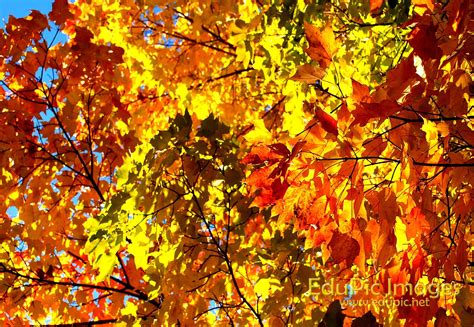 [76+] Fall Colors Desktop Wallpapers | WallpaperSafari