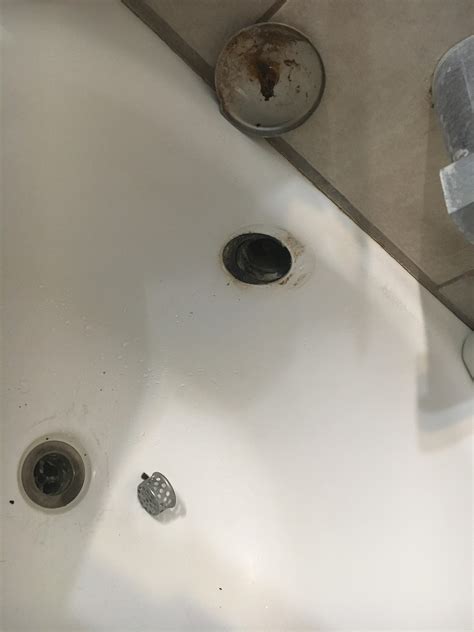 Sewer Rats? : r/Plumbing