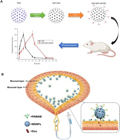 A Schematic Diagram Of Surface Modification Of Mesoporous Silica A