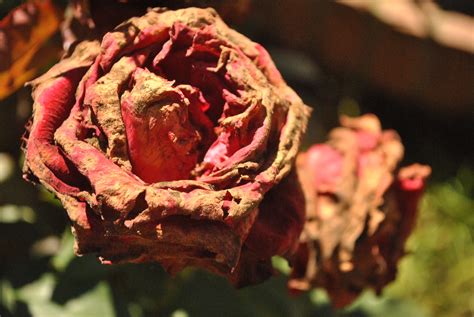 Fotos gratis fotografía hoja flor pétalo Rosa comida rojo