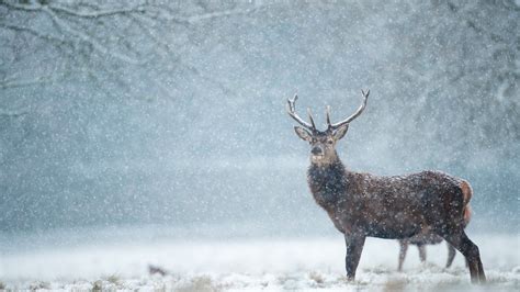 Deer In Snow Wallpapers - Wallpaper Cave