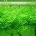 Live Aquarium Plants Java Moss Fish Tank Decoration Carpet Your