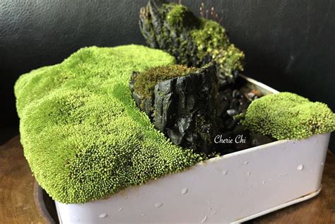 23 Miniature Moss Garden Ideas You Cannot Miss Sharonsable