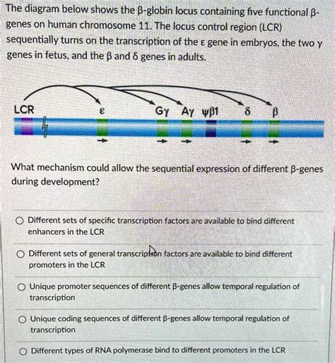 SOLVED The Diagram Below Shows The B Globin Locus Containing Five