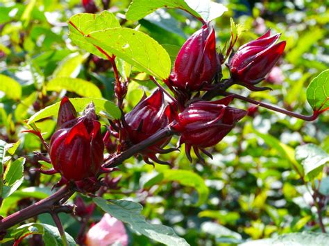 Aprender sobre 35 imagem como se faz o chá de hibisco br