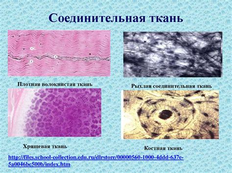 Ткани организма человека. Что является структурно-функциональной ...