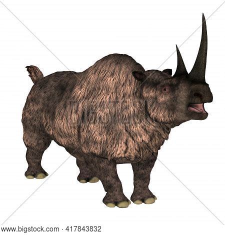 Woolly Rhino Over Image & Photo (Free Trial) | Bigstock