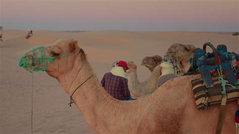 Camel Safari Stock Video Footage for Free Download