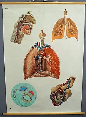 Vintage Mural Rollable Medical Wall Chart Grelly USA