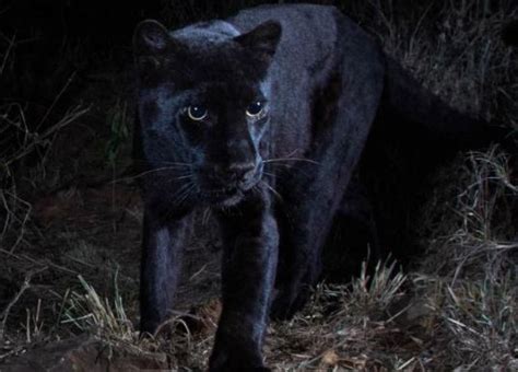 Rare Black Leopard ‘black Panther” Spotted In Africa For The First Time