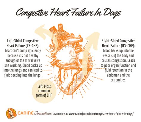 Congestive Heart Failure In Dogs – CanineJournal.com