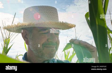 Farmer Wearing Straw Hat Walking Through Corn Field Man Going Between