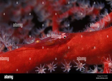 Parasitic Fish Isopod High Resolution Stock Photography and Images - Alamy