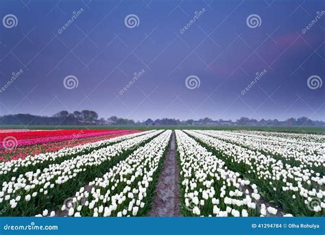 Tulip field at sunset stock photo. Image of nature, blossom - 41294784