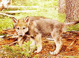 Wolf coat color genetics | Wiki | Wolf Amino Amino