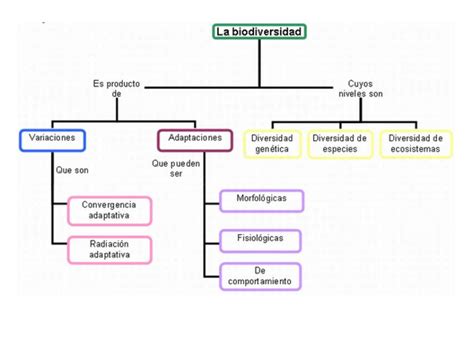 Mapa Conceptual De Biodiversidad Images