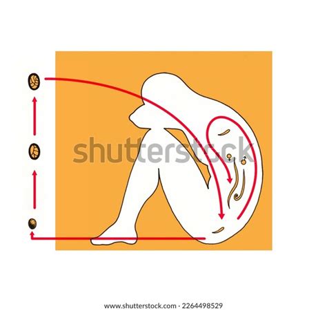 Realistic Color Scientific Illustration Life Cycle Stock Illustration