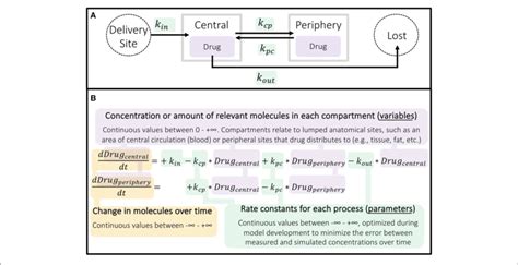structure  basic  compartment pharmacokinetic model