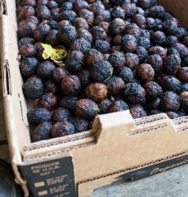 Black Walnuts Harvesting Cracking And Uses Forager Chef